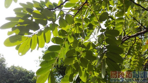 ��ҫ����4����