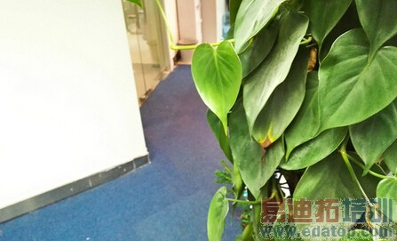 ��������ʷ��ǿ������ҫ6Plus ȫ��λ���� �걬����4Pro ����ƻ��6 Plus