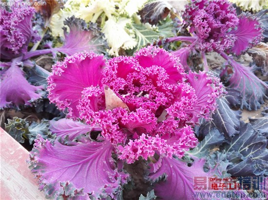 ��ҫ6 Plus����׷�����+ͼ�ͣ�1999˫����ͷ MX4 Pro/iPhone6��������