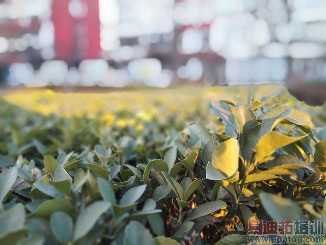 【完美无缺】荣耀6Plus拍照最强评测 且看仿生双摄像头如何模拟双眼