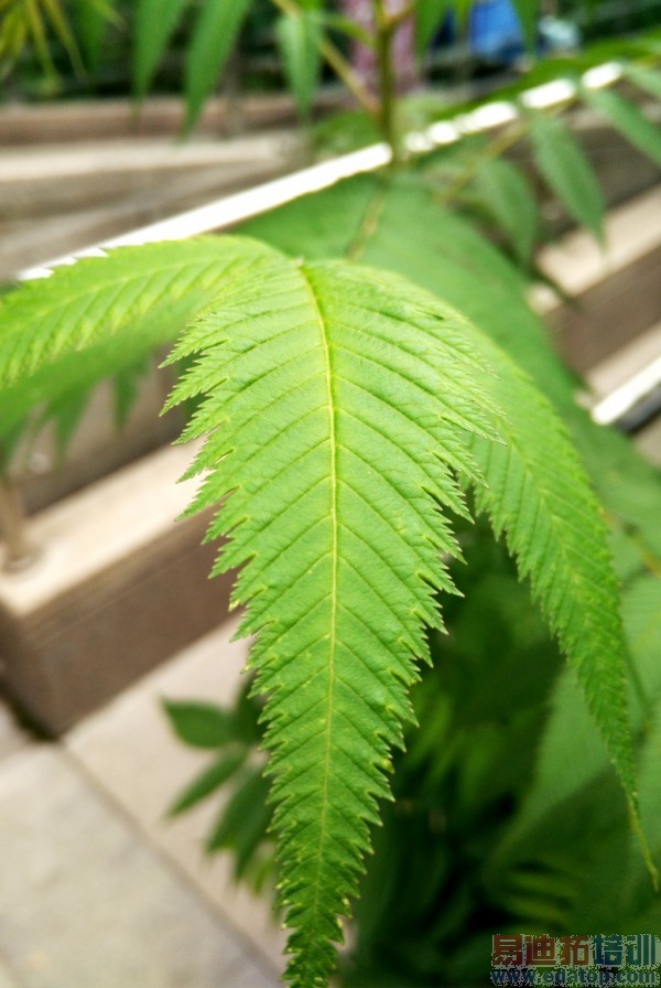 ȫ��ͨǧԪ���ܻ�����ҫ����4X��ɫ��360�Ȳ���������ͼ��