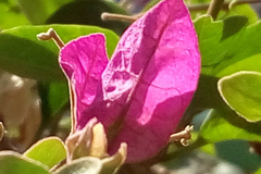 800Ԫ����Ҫ���� MX4����Note���նԱ�