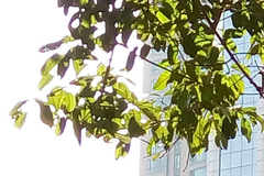 800元的主要区别 MX4魅族Note拍照对比