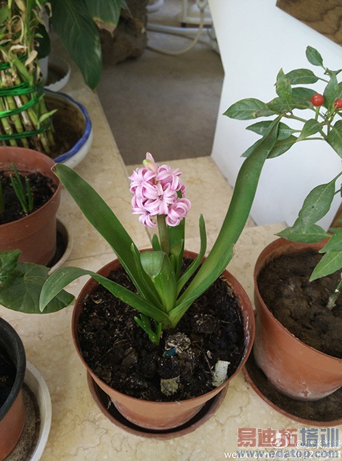 ���ɴ���X7������4�ر�� ������805+�ޱ߿���Ƶ�С��5��Ű