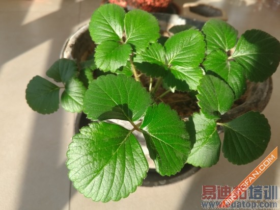 С��Note�Ա�����MX4 Pro���콢֮��˭���ã�