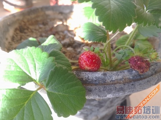 С��Note�Ա�����MX4 Pro���콢֮��˭���ã�