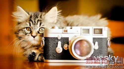 ���̵㡿�ֻ�Ҳ����ţƬ 2015ֵ�����������ֻ�