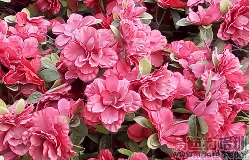 ����ȥ��ģʽ 699Ԫ�����ֻ����������16��ͼ