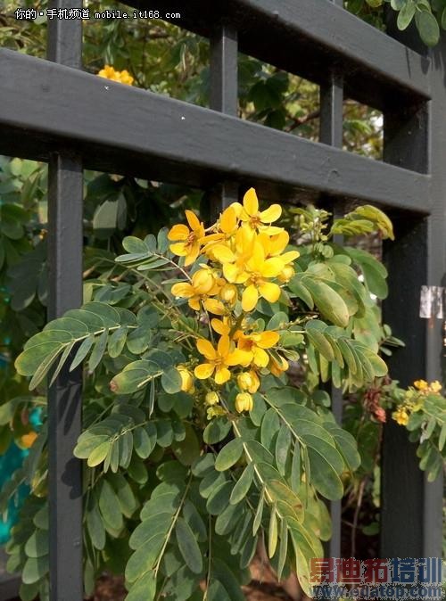 ����˵Ĺ�ѧ�����ֻ� ����X7���ղ���