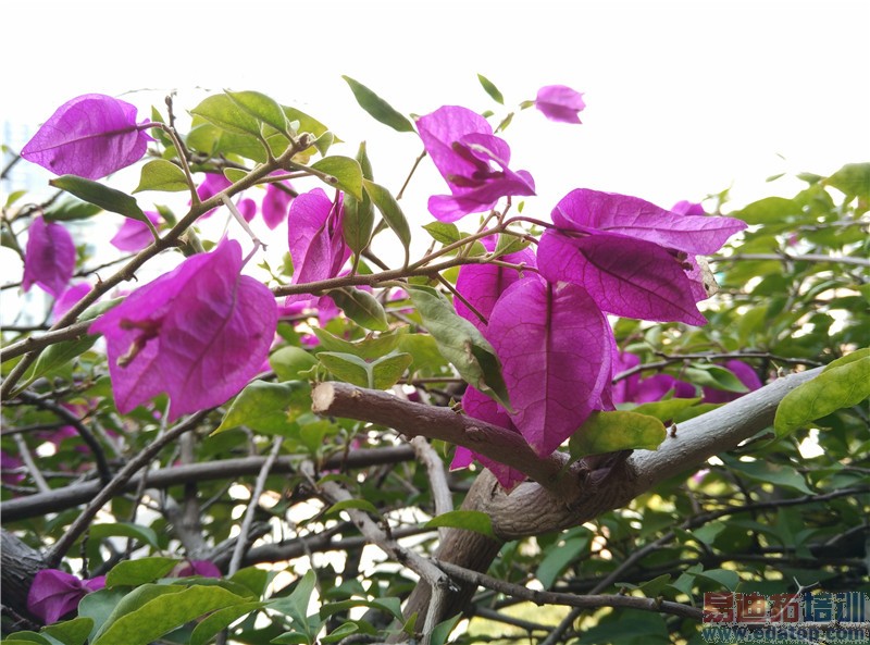 С��Noteȫ��λ�������⣺2299Ԫ�±����ɱMX4 Pro?