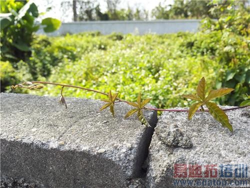 ��Ϊ��ҫ6 Plus���ʹ�ñ��棺Moto X/С��Note̫�ۣ�