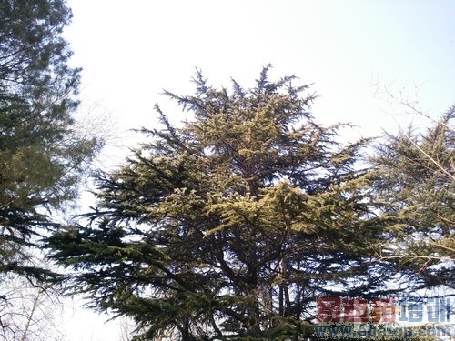 拍平的镜头表现如何 小米Note拍照体验第13张图