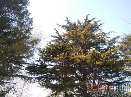 拍平的镜头表现如何 小米Note拍照体验第12张图