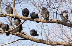 拍平的镜头表现如何 小米Note拍照体验第27张图