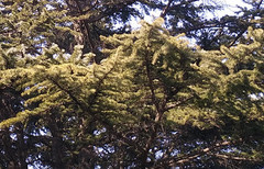 拍平的镜头表现如何 小米Note拍照体验第15张图