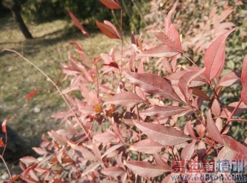 ��ƽ�ľ�ͷ������� С��Note���������36��ͼ