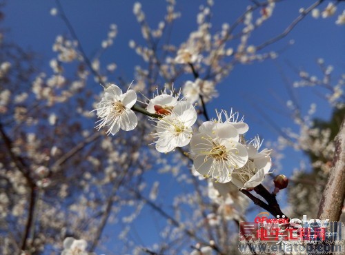 ����X7��С��4�Ա����⣺������Ϯ