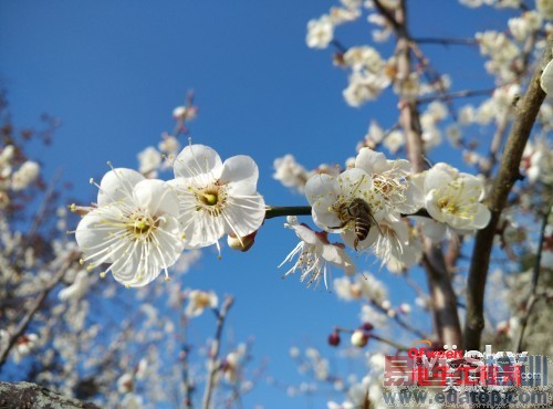 ����X7��С��4�Ա����⣺������Ϯ