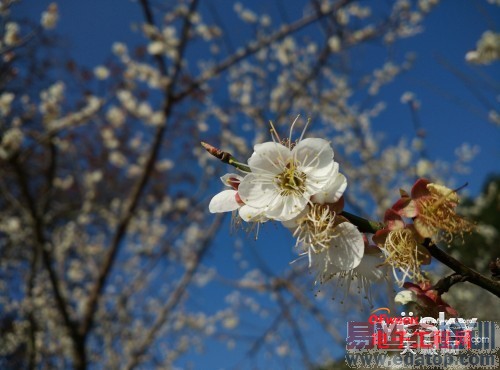 ����X7��С��4�Ա����⣺������Ϯ