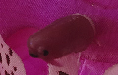 С��Noteȫ��Ա�MX4 Pro���� ˭����2ǧ���콢���ʣ�