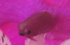 С��Noteȫ��Ա�MX4 Pro���� ˭����2ǧ���콢���ʣ�