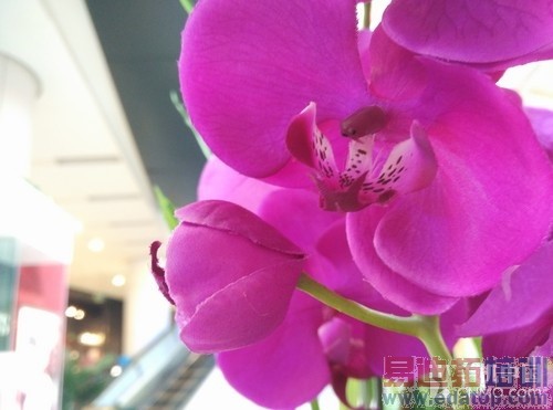 С��Noteȫ��Ա�MX4 Pro���� ˭����2ǧ���콢���ʣ�