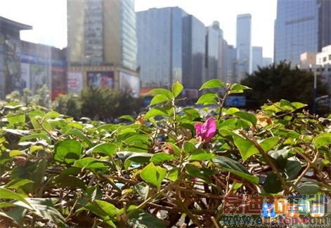 ��Ԫ֮��Ĳ���ж��MX4/����Note���նԱ�