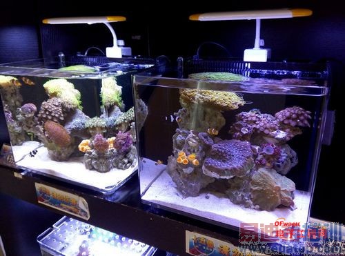 �Ա����⣺С��Note