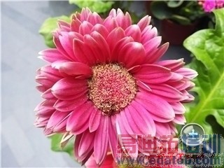 С��Note/����MX4 Pro/��ҫ6Plus/����T1�Ա����⣺�Ĵ��콢�۷�Ծ�