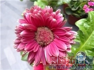 С��Note/����MX4 Pro/��ҫ6Plus/����T1�Ա����⣺�Ĵ��콢�۷�Ծ�