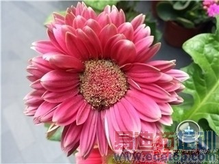 С��Note/����MX4 Pro/��ҫ6Plus/����T1�Ա����⣺�Ĵ��콢�۷�Ծ�