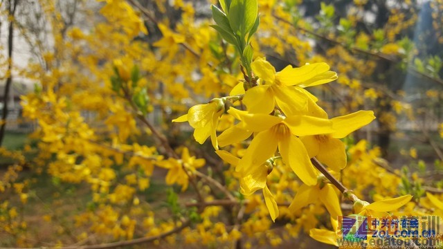 �콢�۷�֮�� ����S6/iPhone 6P�Ա����� 