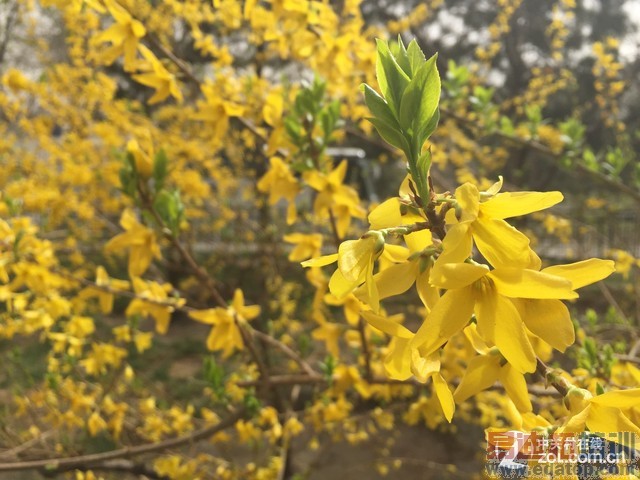 �콢�۷�֮�� ����S6/iPhone 6P�Ա����� 