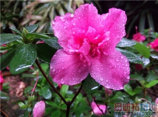 699Ԫ�����ٳ��֣�Yun OS�������ֻ�����