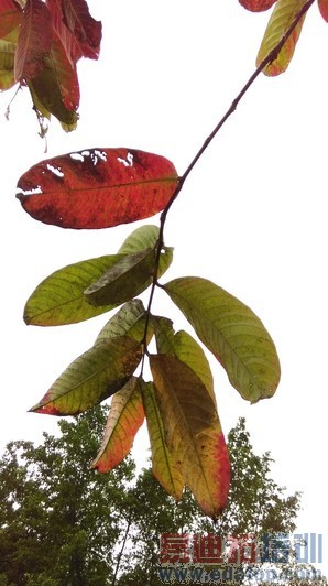 HTC Desire 826����