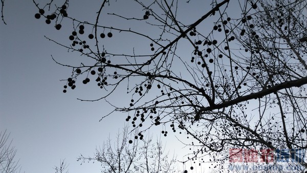 ˭����ֵȫ��ͨ�ֻ� ����F2�Ա���ҫ4X��33��ͼ