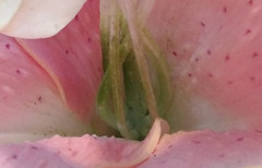 ˭����ֵȫ��ͨ�ֻ� ����F2�Ա���ҫ4X��42��ͼ