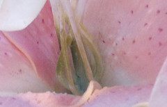 ˭����ֵȫ��ͨ�ֻ� ����F2�Ա���ҫ4X��43��ͼ