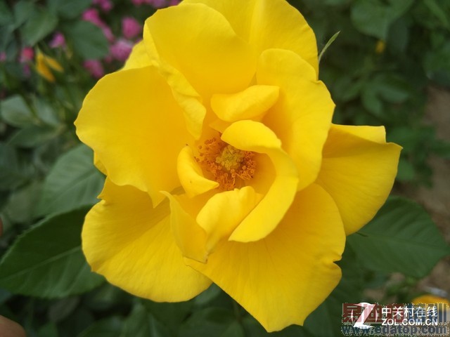 �ܷ��ʶ���׿����? С��Note��������� 