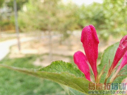 ��ΪP8�Ա�����MX4 Pro���⣺С��Note����滹Ҫ������