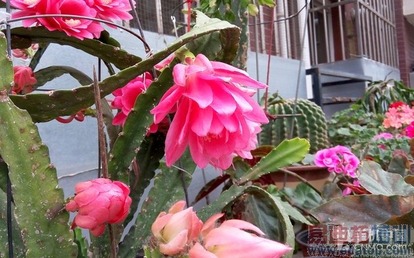 ˭��699Ԫ���õ���ѡ��С��2�Ա�������29��ͼ