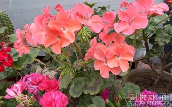 ˭��699Ԫ���õ���ѡ��С��2�Ա�������31��ͼ