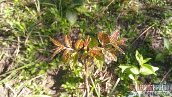 �۸�ֻ��100 ����K3 Note�ԱȺ���Note��16��ͼ