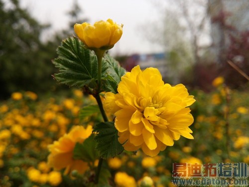 ��1�ֻ����⣺������Ƶ��ڵ����ʲ�Ʒ��29��ͼ