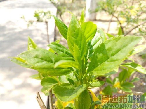 ��1�ֻ����⣺������Ƶ��ڵ����ʲ�Ʒ��25��ͼ