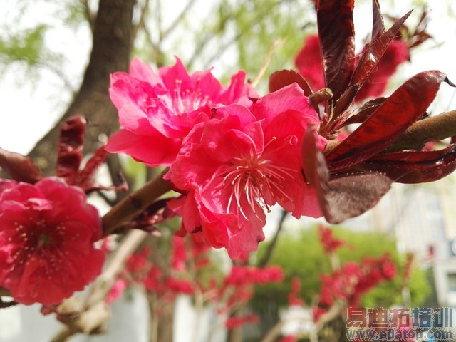 ����ֵȫ�����콢 �������ʻ�ΪP8�ײ� 