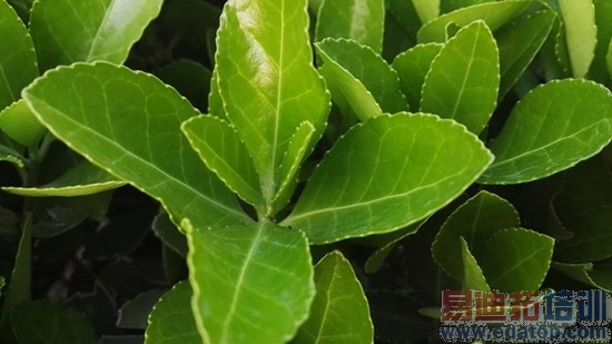 华为P8全面评测:麒麟935坐镇 小米Note顶配版如何出招?