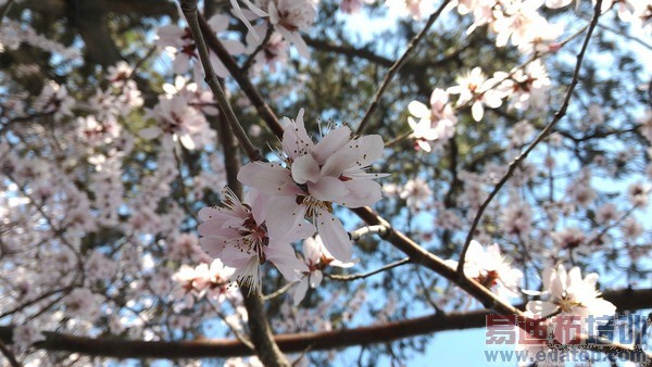 ��Ϊ���콢P8�ײ� һ��������Ե���Ʒ��38��ͼ