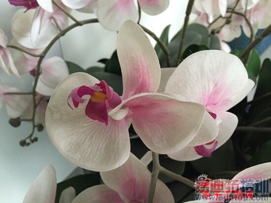 �Ա����⣺iPhone6����С��4����MX4 ˭����������