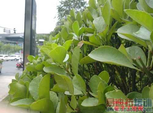 �Ա����⣺iPhone6����С��4����MX4 ˭����������